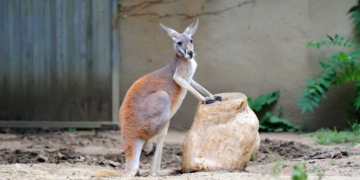 Koki, un zoo "con alma" e inclusivo para las personas con discapacidad