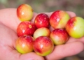 Camu camu, la fruta con más vitamina C del mundo