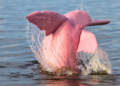Avistan delfin rosa