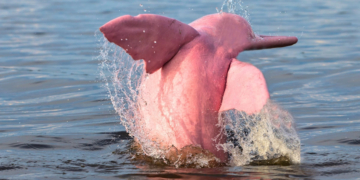 Avistan delfin rosa