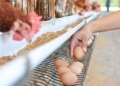 Sanciones de hasta 3.000 euros para quienes consuman huevos de sus propias gallinas