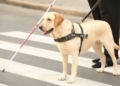 La ONCE aplaude el nuevo Real Decreto sobre los perros de asistencia en España