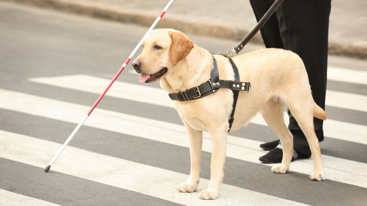 La ONCE aplaude el nuevo Real Decreto sobre los perros de asistencia en España