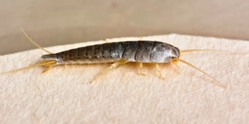 Adiós a los pececillos de plata en casa: el nuevo truco de 2025 para acabar con ellos