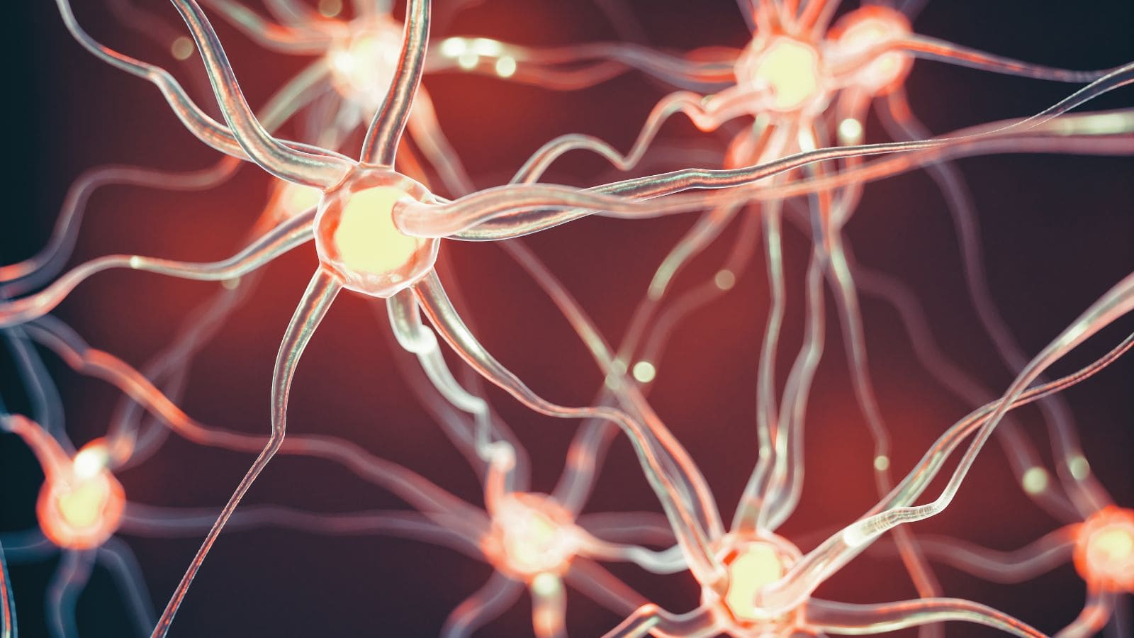 Un estudio asegura la mejora de la supervivencia de las neuronas tras una lesión medular
