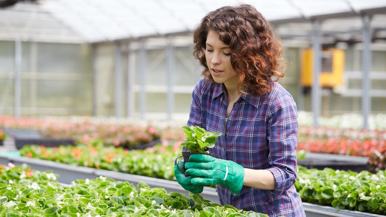 Incapacidad permanente total para trabajadora agrícola