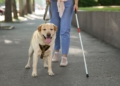 Ya en vigor el decreto que regula el reconocimiento y registro de perros de asistencia en Andalucía