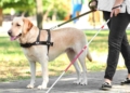 Condenan a un conductor de taxi por negarse a prestar servicio a dos personas con discapacidad visual con sus perros guía