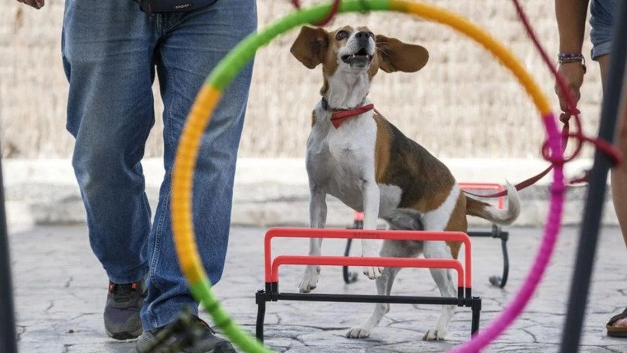 Trufa, la perra que ayuda al bienestar de personas con discapacidad
