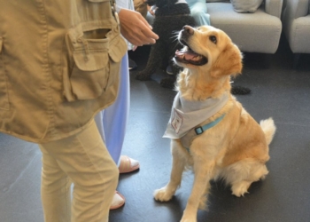 Terapia asistida con perros en el Hospital Público de Torrejón