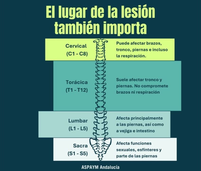 Lugares de la lesión medular